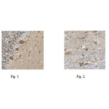 Anti-TMEM132A Antibody，100UG，ABC148，Sigma