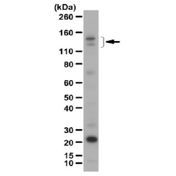 Anti-Ambra1 Antibody，100UG，ABC131，Sigma