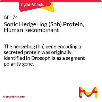 人重组音猬因子（Shh）蛋白，25UG，GF174，Sigma