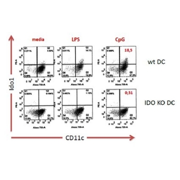 Anti-Ido1, clone 8G11 Antibody，100UG，MABS485，Sigma