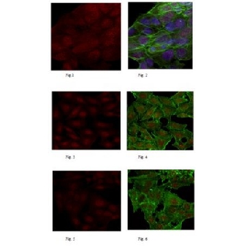 Anti-FANCM Antibody, clone CV5.1，100UL，MABC545，Sigma