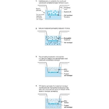 体外血管通透性试验(96孔)，96ASSAYS，ECM642，Sigma