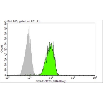 Anti-SOX-2 Antibody, clone 6G1.2, FITC conjugate，100TESTS，FCMAB112F，Sigma