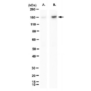 Anti-acetyl SMC3 (Lys105/106) Antibody，25UG，MABE1925-25UG，Sigma