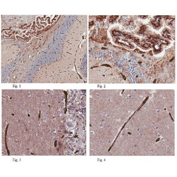 抗GLUT1（CT）抗体，克隆5B12.3，25UL，MABS132-25UL，Sigma
