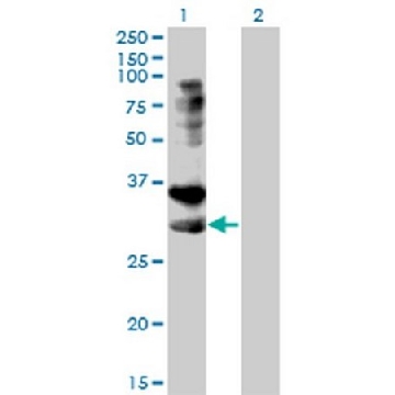 Anti-TNFRSF14 Mouse mAb (2G6-2C7)，100UG，AP1159-100UGCN，Sigma