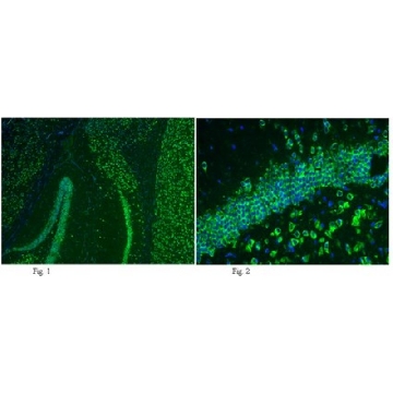 抗-GluR2抗体（克隆 6C4，Alexa Fluor™ 偶联物），100UL，MAB397A4，Sigma