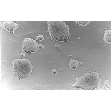 ESGRO®重组小鼠LIF蛋白，1000000UNITS，ESG1106，Sigma