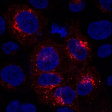 Anti-GPR177 Antibody, clone YJ5，100UL，MABS87，Sigma