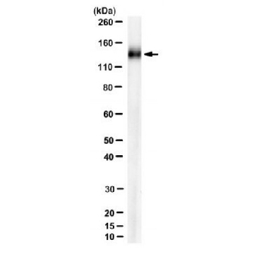 Anti-Podocalyxin Antibody, clone MECA99，100UG，MABT1442-100UG，Sigma
