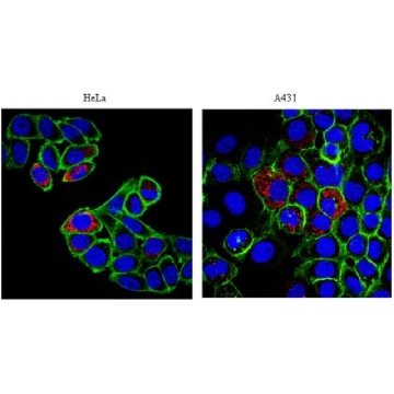 Anti-p32 Antibody，100UG，AB2991，Sigma
