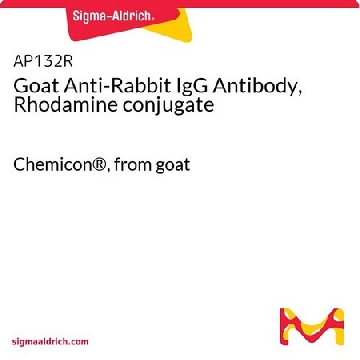 Goat Anti-Rabbit IgG Antibody, Rhodamine conjugate，2MG，AP132R，Sigma