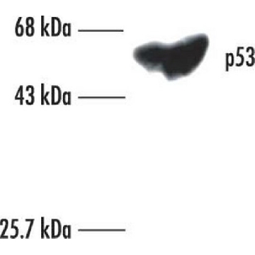 Anti-p53 (Ab-6) (Pantropic) Mouse mAb (DO-1)，20UG，OP43-20UGCN，Sigma