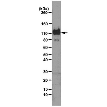Anti-LIBS2 epitope (Integrin beta3 subunit) Antibody, clone ab62，100UG，MABT27，Sigma