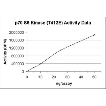 p70 S6 Kinase Protein, active, 10 µg，10UG，14-486，Sigma