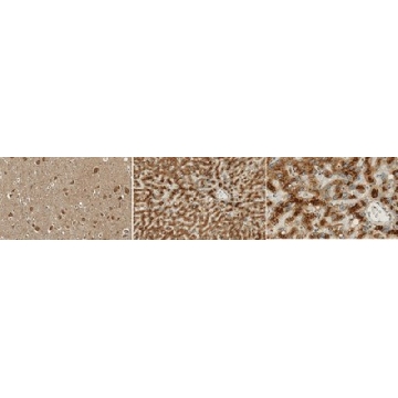 Anti-LRP-1 Antibody, clone 11H4，100UG，MABS2001，Sigma