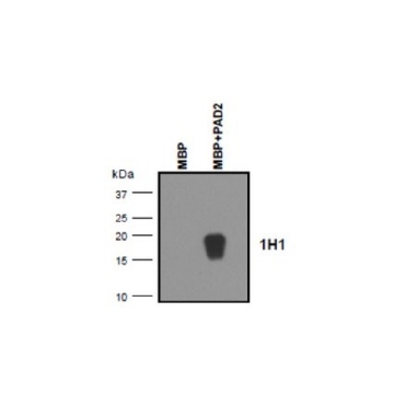 Anti-MBP (Citrulline R122) Antibody, clone 1H1，100UG，MABT1499-100UG，Sigma