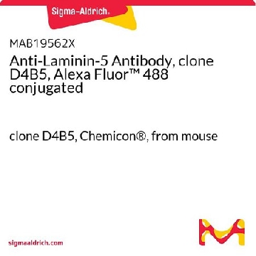 Anti-Laminin-5 Antibody, clone D4B5, Alexa Fluor™ 488 conjugated，100UG，MAB19562X，Sigma