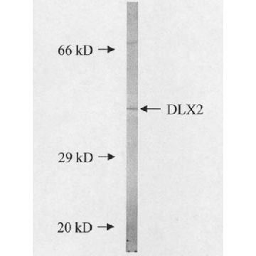 抗-Dlx2抗体，100UG，AB5726，Sigma