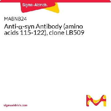 Anti-α-syn Antibody (amino acids 115-122), clone LB509，100UG，MABN824，Sigma