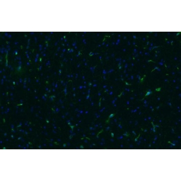 抗 NG2 硫酸软骨素蛋白聚糖抗体，克隆 132.38，100UG，MAB5384-I-100UG，Sigma