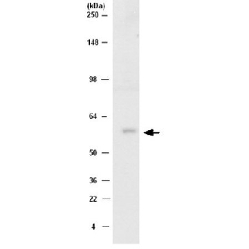 Anti-Src Antibody, CT, clone NL19 | 04-772，100UL，04-772，Sigma