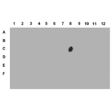Anti-phospho-Histone H3 (Ser28) Antibody，100UL，07-145，Sigma