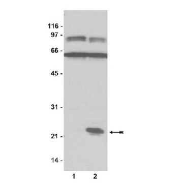 Rap1 Assay Reagent (Ral GDS-RBD, agarose), 650 µg，650UG，14-455，Sigma