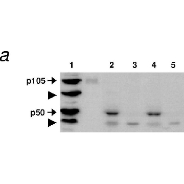 抗亨廷顿蛋白抗体，a.a.181-810，克隆 1HU-4C8，100UL，MAB2166，Sigma