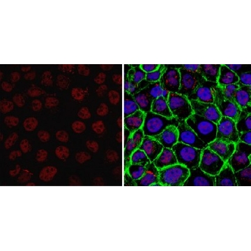 Anti-TAF10/TAFII30 Antibody, clone 6TA-2B11，100UL，MABE1079，Sigma