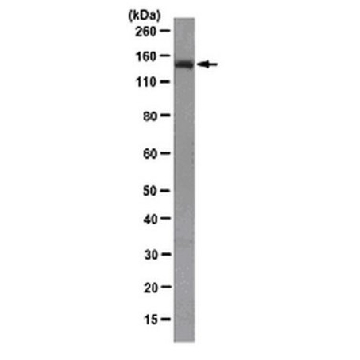 Anti-APC Antibody, clone FE9，100UG，MABC202，Sigma