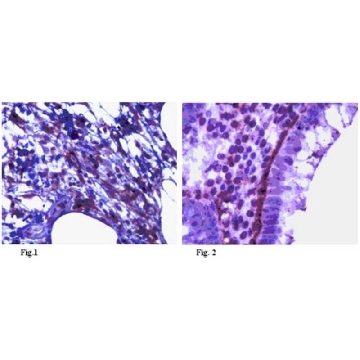 Anti-Podoplanin Antibody, clone NZ1.2，100UL，MABC117，Sigma