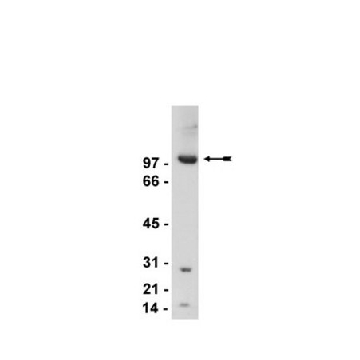 Anti-mGluR2/3 Antibody，200UG，06-676，Sigma