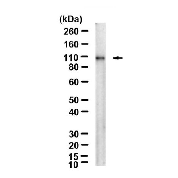 抗-CD133抗体，克隆13A4，100UG，MAB4310，Sigma