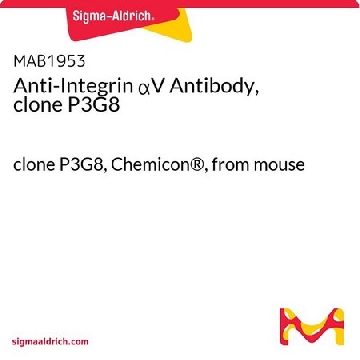Anti-Integrin αV Antibody, clone P3G8，100UG，MAB1953，Sigma