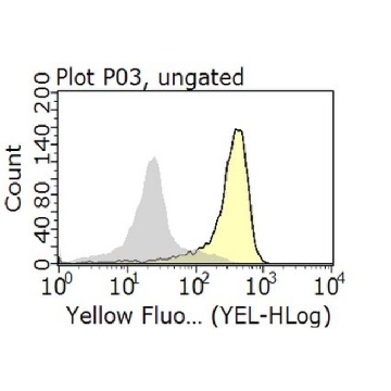 Anti-Integrin α5β1 Antibody, clone BMA5，100UL，MAB1984-I，Sigma