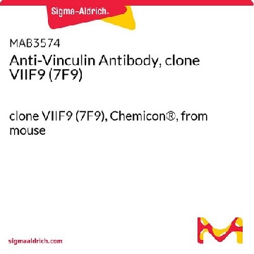 抗粘蛋白抗体，克隆VIIF9（7F9），100UG，MAB3574，Sigma