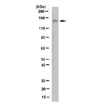 Anti-FANCJ/BACH1 Antibody, clone 2G7，100UG，MABC538，Sigma