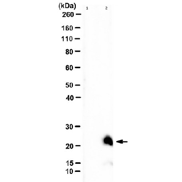 Anti-MINAR2/KIAA1024L，25UG，ABN2282-25UG，Sigma