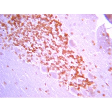 Anti-Galanin Antibody，100UL，AB2233，Sigma