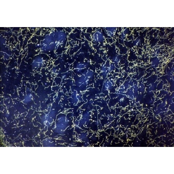抗5-羟色胺转运体抗体，100UL，AB9726，Sigma