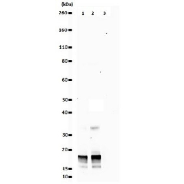 抗二甲基组蛋白H3（Arg17）抗体，100UL，07-214，Sigma