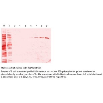 RedAlert 10X Western Blot Stain，50ML，71078-3CN，密理博