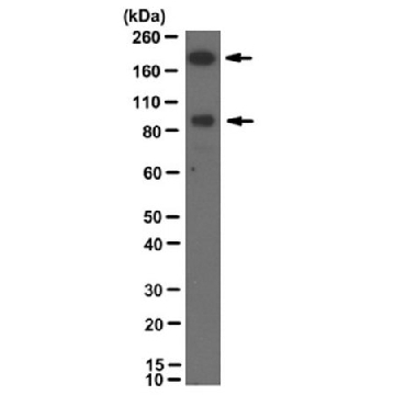 Anti-PTPRT Antibody, clone 1F7，100UG，MABS1158，Sigma