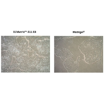 ECMatrix-511 E8 Laminin Substrate，2X175UG，CC160-350UG，Sigma