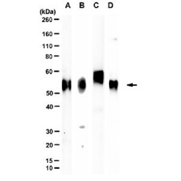 Anti-TMEM30A Antibody, clone 7F4，100UL，MABN2616-100UL，Sigma