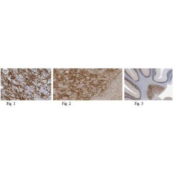 Anti-Brevican Antibody, clone N294A/6，100UG，MABN491，Sigma