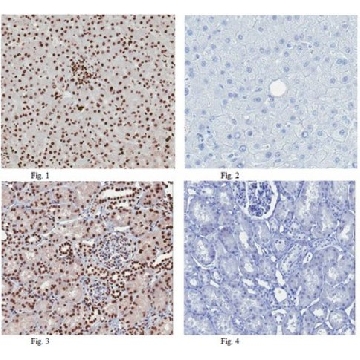 Anti-Histone H2A Antibody，100UG，ABE327，Sigma