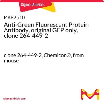抗绿色荧光蛋白抗体，仅原始GFP，克隆264-449-2，25UG，MAB2510-25UG，Sigma