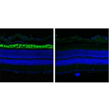 Anti-ABCA4 Antibody, clone TMR1，200UL，MABN1775，Sigma